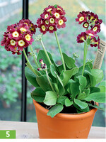 Aurikel mit typischem weißem Ring in der Blüte.