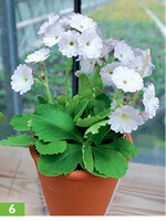 Besonders große Blüten zeichnen diese Sorte aus.