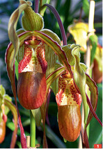 <em>Phragmipedium grande </em>.