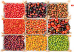 Es gibt wohl kein Gemüse, das eine größere Vielfalt bietet als Tomaten.
