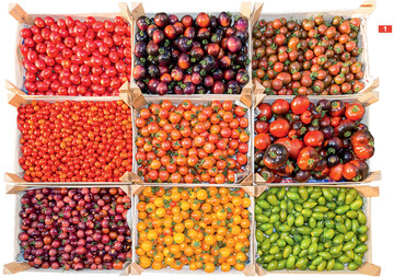 Es gibt wohl kein Gemse, das eine grere Vielfalt bietet als Tomaten.