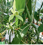 Jede Blüte öffnet sich nur wenige Stunden an einem Tag und muss dann von Hand bestäubt werden.