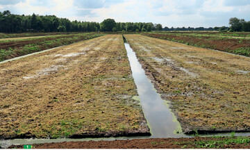 Die Versuchsflche: In 10 m breiten Becken wird Torfmoos angebaut.