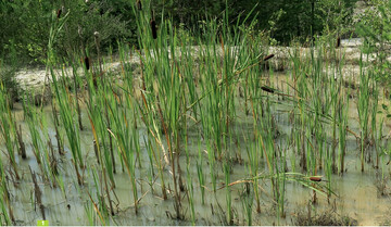 <em>Typha </em>zhlt mit etwa 15 t Trockenmasse je Hektar mit zu den produktivsten Pflanzen feuchter Standorte.