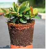 Mit einer Mulchschicht konnte die Unkrautkeimung reduziert werden, hier TerrAktiv Containermulch beiGaultheria .