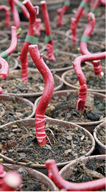 Wundverschlussmittel bei <em>Corylus </em>.