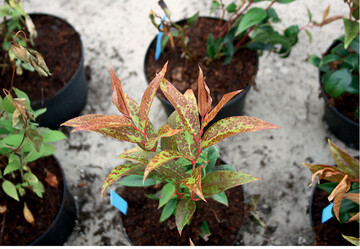Schden durch Rckstnde von Vorox F in der Spritzbrhe (3,0 g/ha) an <em>Leucothoe </em>.