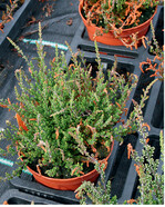 Glomerella-Befall an Calluna