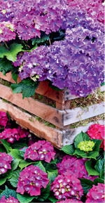 Arrangement mit Hortensien Curly Sparkle Blue Purple