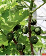 Im Glashaus entwickeln die Feigen bereits Mitte Mai Früchte.