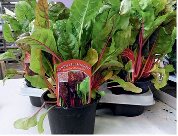 Das Thema Naschgarten wird auf den Blumengroßmärkten immer bedeutender. Auch die Produktauszeichnung wird immer besser. Hier bunter Mangold vom Erzeuger Schier in Düsseldorf.