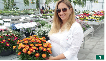 Mit der neuen <em>Helichrysum </em>-Serie „Hello" vom Zchter Breier reiste Cohen in die Niederlande, im Bild Nomi Hen mit ‘Hello Orange‘.