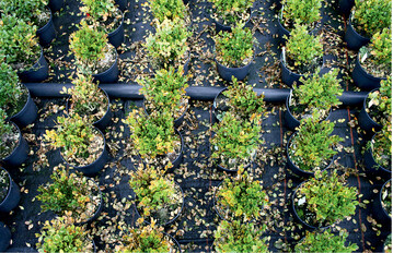 Bild: <em>Buxus </em> <em>sempervirens </em>‘Suffruticosa’ am 25.8.2015, von links Versuchsglieder 1–4