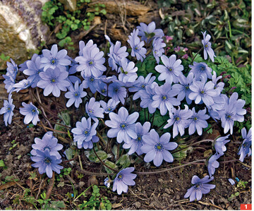 Das Bild dieser wunderbaren Blten erklrt, warum sich Andreas Hndel <em>Hepatica </em>verschrieben hat.