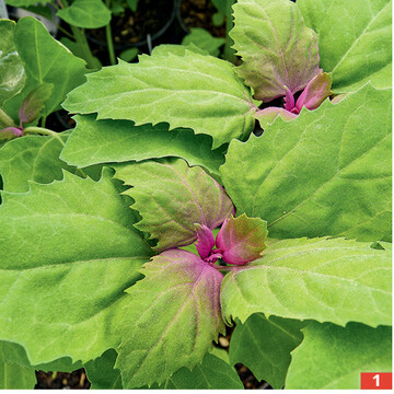 Eine von vielen Raritten: Der Baumspinat <em>Chenopodium giganteum </em>’Adliswil’ begeistert mit seinen magentaroten jungen Blatttrieben.