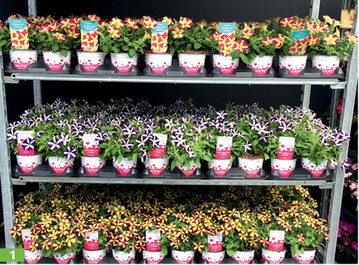 Immens groß ist die Vielfalt schon bei gesternten Petunien, wie dieser Wagen zeigt.