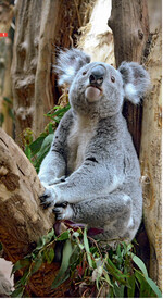 Das ist der beliebte Koala Oobi-Ooobi.