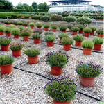 Die <em>Lavandula </em>- <em>stoechas </em>-Kübel präsentierten sich nach den Regenmassen noch sehr gut.