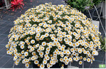 In den ersten Wochen ein Blütenmeer: <em>Argyranthemum </em>Alba White.