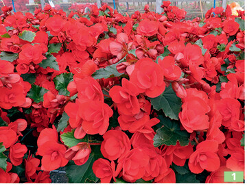 <em>Begonia </em>‘Sunbrero Red’.
