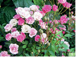 <em>Rosa </em>LillyRose Wonder5.