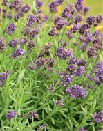 <em>Lavandula angustifolia </em>Aromatico Forte Blue