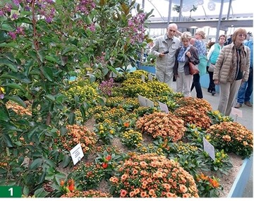 Chrysanthemum begeisterten die Besucher.