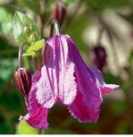 <em>Clematis </em>aus der Atragene-Gruppe