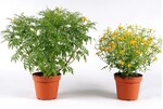 <em>Tagetes </em> <em>tenuifolia </em>Luna Golden Yellow am 30.6.2016 im Gewächshaus, links unter natürlicher Tageslänge, rechts mit 18 Tage Kurztageinschub kultiviert.