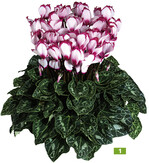 Victoria Latina Rose mit gefransten Kronenblättern