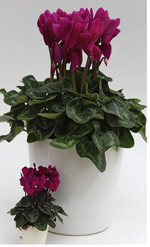 Für jeden etwas: Die großblütige Magnia" für 14- bis 20-cm-Töpfe neben der Micro-Picola"