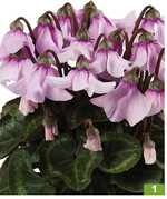 Super Serie Petticoat Light with eye