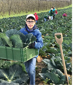 Die Minigärtner waren mit Eifer bei der Wirsingernte dabei.