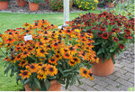 Blühten überreich: <em>Echibeckia </em>, links Summerina Orange, rechts Pumpernickle Mitte August.