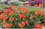 <em>Pelargonium Cultivars </em>Brocade Fire Night.