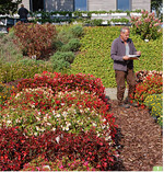 Gärtnermeister Frank Bree vergibt gute Noten im Begoniensortiment.