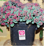 Über das GGN-Label lässt sich die Pflanzenherkunft einfach herausfinden.