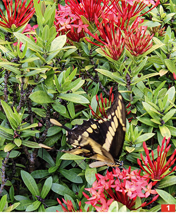 <em>Ixora </em>sind allgegenwrtig.
