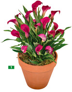 <em>Calla </em>California Red, früh und reichblühend, kompakt  Dümmen Orange.