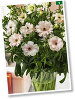 <em>Ranunculus </em>Butterfly in Rosa und Hades in Rot haben mehrere Blüten pro Stiel und lange Haltbarkeit Green Works International.