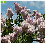 S <em>yringa vulgaris </em>Polina Osipenko, historische Sorte mit intensivem Duft, für Schnitt und Kübel Piccoplant.