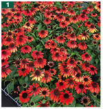 <em>Echinacea purpurea </em>Sombrero Sangrita, intensives Rot, Vollblüte im ersten Jahr aus Gewebekultur  Florensis.