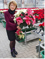 Beate ter Hell kultivierte zweifarbige Loop"-Hochstämme.