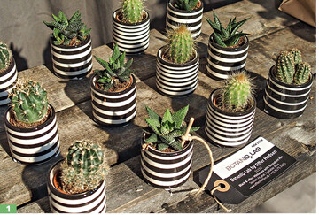 BotanIQ Lab (ehemals Offer Madsen) prsentierte Sukkulenten mit bertpfen – hier „Black & White Miniature".