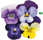 Für die frühen und einheitlichen <em>Viola cornuta </em>Admire" bietet Benary vier neuen Farben: Lavender Pink Face, Neon Purple Wing, Lemon Purple Wing und Deep Purple Face.