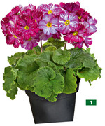 <em>Primula obconica </em>Touch Me Galaxy" aus der Touch Me Large"-Serie von Schoeneveld zeigt die für die Gruppe typische Farbschattierung, die an einen Sternenhimmel erinnert. Die Galaxy"-Primeln werden als Konzept vermarktet und innerhalb Europas vorläufig exklusiv über den Erzeugerverband Touch Me+ produziert.