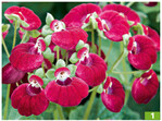 <em>Calceolaria </em>sel Calynopsis Purple von Selecta one ist etwas kompakter als andere Sorten der Serie und überzeugt durch ein sattes burgunderähnliches Rot. Die Balkonorchidee" mit den Genen aus Patagonien ist wunderschön und robust. Als gesteuerte Kultur lässt sie sich früh vermarkten.