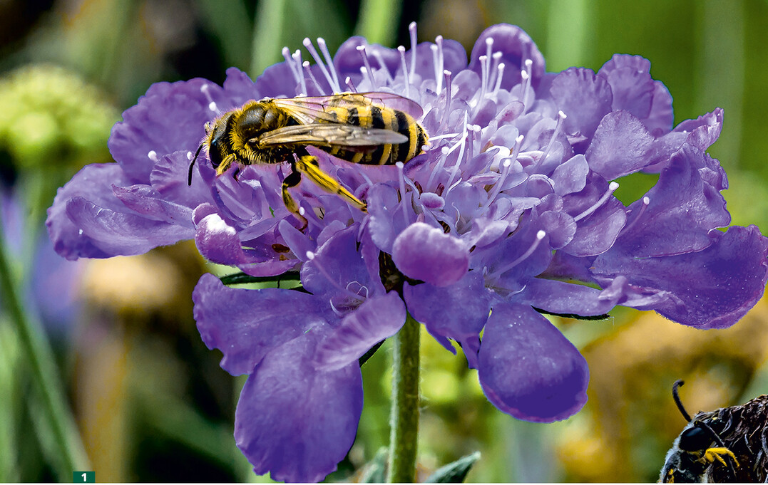 Die Wildbiene des Jahres 2018 macht ihrem Namen alle Ehre: <em>Halictus </em> <em>scabiosae </em>zu Besuch auf der Skabiose.