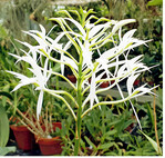 Der Name <em>Epidendrum mainauanum </em>ist eine Reminiszenz an die Insel Mainau.