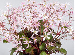 <em>Saxifraga cortusifolia </em>Akiko